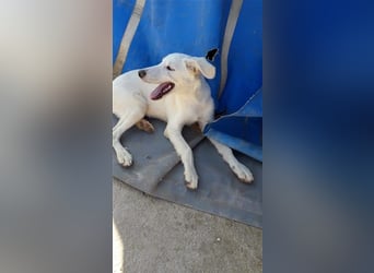 Paquita, (3 Monate), eine zierliche, hübsche Mischlingsdame