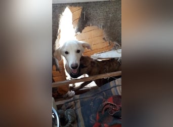 Paquita, (3 Monate), eine zierliche, hübsche Mischlingsdame