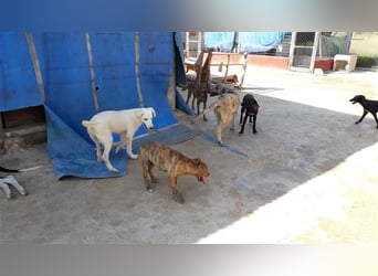 Paquita, (3 Monate), eine zierliche, hübsche Mischlingsdame