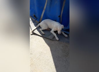 Paquita, (3 Monate), eine zierliche, hübsche Mischlingsdame