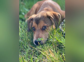 Welpe Bilbo, kleiner Herzensbrecher, sucht sein Zuhause