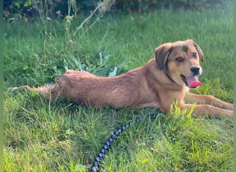 Welpe Bilbo, kleiner Herzensbrecher, sucht sein Zuhause