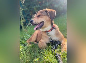 Welpe Bilbo, kleiner Herzensbrecher, sucht sein Zuhause