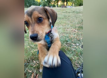 Welpe Bilbo, kleiner Herzensbrecher, sucht sein Zuhause
