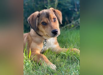 Welpe Bilbo, kleiner Herzensbrecher, sucht sein Zuhause
