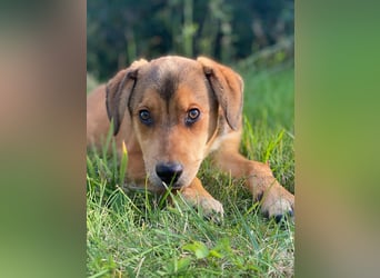 Welpe Bilbo, kleiner Herzensbrecher, sucht sein Zuhause
