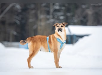 Freundlicher Tosha sucht seine Familie