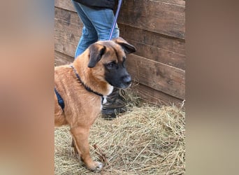 Kleiner Thore, superlieb