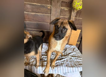 Kleiner Thore, superlieb