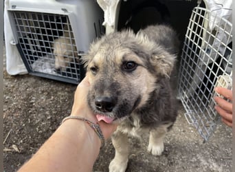 Zuhause gesucht - Rafa