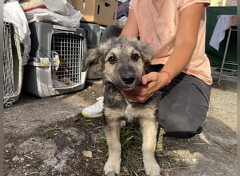 Zuhause gesucht - Rafa