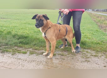 Kleiner Thore, superlieb