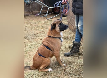 Kleiner Thore, superlieb