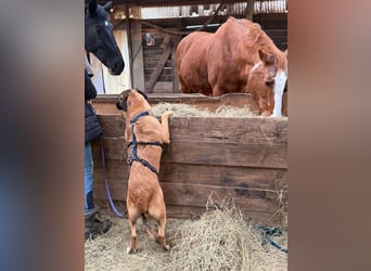 Kleiner Thore, superlieb