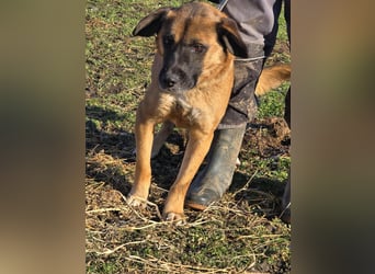 Kleiner Thore, superlieb