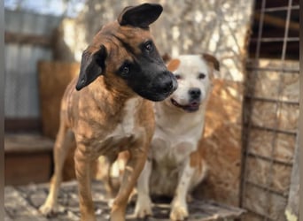 Kleiner Thore, superlieb