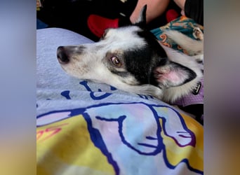 Süße Cleo sucht Zuhause mit Kuschelflat