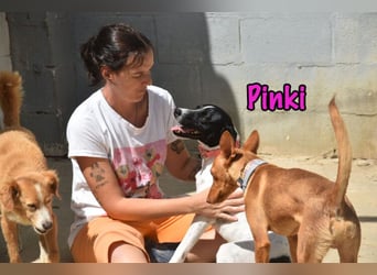 Pinki geb. 05/2024 (DE) - unglaublich liebe, treue und menschenbezogene Maus verliert ihr Zuhause!