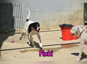 Pinki geb. 05/2024 (DE) - unglaublich liebe, treue und menschenbezogene Maus verliert ihr Zuhause!