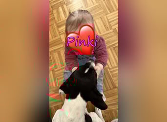 Pinki geb. 05/2024 (DE) - unglaublich liebe, treue und menschenbezogene Maus verliert ihr Zuhause!