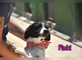 Pinki geb. 05/2024 (DE) - unglaublich liebe, treue und menschenbezogene Maus verliert ihr Zuhause!