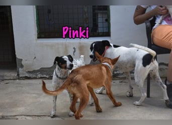 Pinki geb. 05/2024 (DE) - unglaublich liebe, treue und menschenbezogene Maus verliert ihr Zuhause!