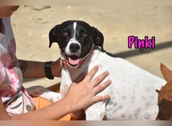 Pinki geb. 05/2024 (DE) - unglaublich liebe, treue und menschenbezogene Maus verliert ihr Zuhause!