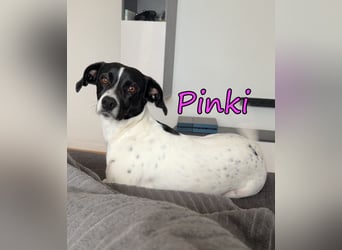 Pinki geb. 05/2024 (DE) - unglaublich liebe, treue und menschenbezogene Maus verliert ihr Zuhause!