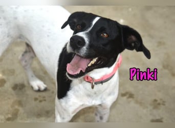 Pinki geb. 05/2024 (DE) - unglaublich liebe, treue und menschenbezogene Maus verliert ihr Zuhause!