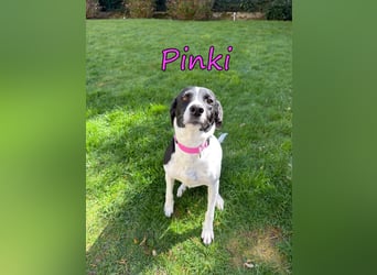 Pinki geb. 05/2024 (DE) - unglaublich liebe, treue und menschenbezogene Maus verliert ihr Zuhause!