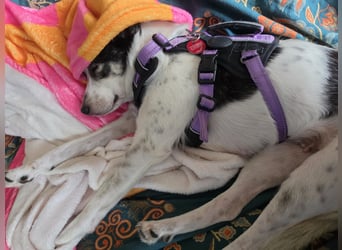 Süße Cleo sucht Zuhause mit Kuschelflat