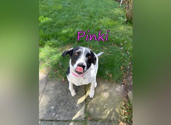 Pinki geb. 05/2024 (DE) - unglaublich liebe, treue und menschenbezogene Maus verliert ihr Zuhause!