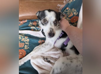 Süße Cleo sucht Zuhause mit Kuschelflat