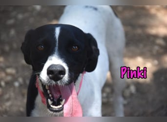 Pinki geb. 05/2024 (DE) - unglaublich liebe, treue und menschenbezogene Maus verliert ihr Zuhause!