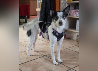 Süße Cleo sucht Zuhause mit Kuschelflat