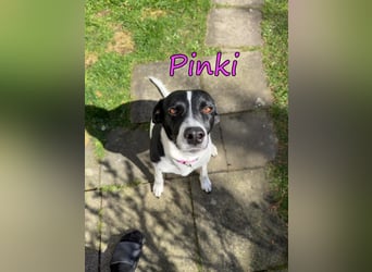 Pinki geb. 05/2024 (DE) - unglaublich liebe, treue und menschenbezogene Maus verliert ihr Zuhause!