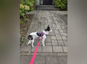 Süße Cleo sucht Zuhause mit Kuschelflat