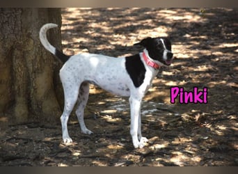 Pinki geb. 05/2024 (DE) - unglaublich liebe, treue und menschenbezogene Maus verliert ihr Zuhause!