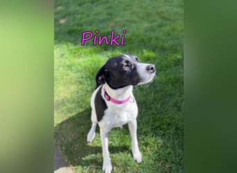 Pinki geb. 05/2024 (DE) - unglaublich liebe, treue und menschenbezogene Maus verliert ihr Zuhause!