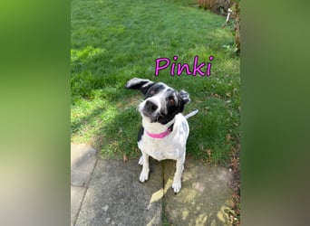 Pinki geb. 05/2024 (DE) - unglaublich liebe, treue und menschenbezogene Maus verliert ihr Zuhause!