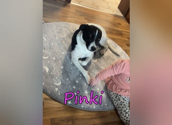 Pinki geb. 05/2024 (DE) - unglaublich liebe, treue und menschenbezogene Maus verliert ihr Zuhause!