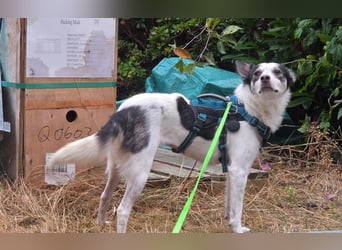 Süße Cleo sucht Zuhause mit Kuschelflat
