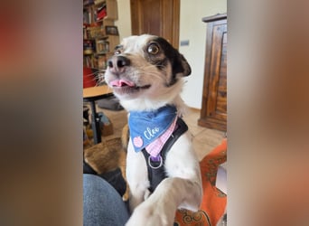 Süße Cleo sucht Zuhause mit Kuschelflat