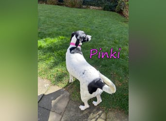 Pinki geb. 05/2024 (DE) - unglaublich liebe, treue und menschenbezogene Maus verliert ihr Zuhause!