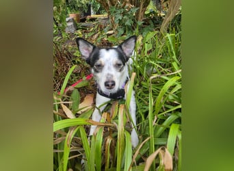 Süße Cleo sucht Zuhause mit Kuschelflat