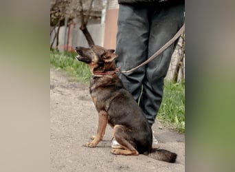 INDY Offener und freundlicher Rüde (Ukraine)