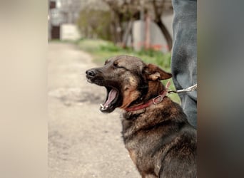 INDY Offener und freundlicher Rüde (Ukraine)