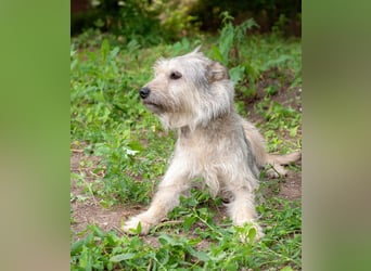 PUFFY Verspielte Familienhündin (Ukraine)