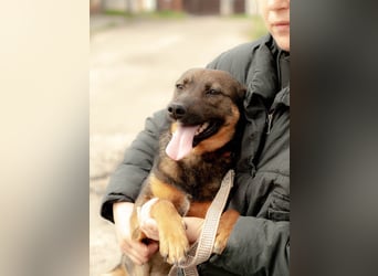 INDY Offener und freundlicher Rüde (Ukraine)