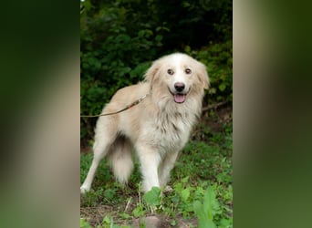 ARAMIS Wunderschöner ruhiger Rüde (Ukraine)